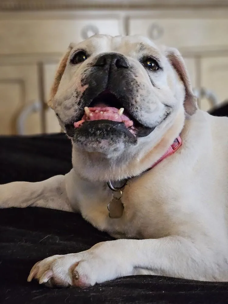 Victoria thumbnail 6