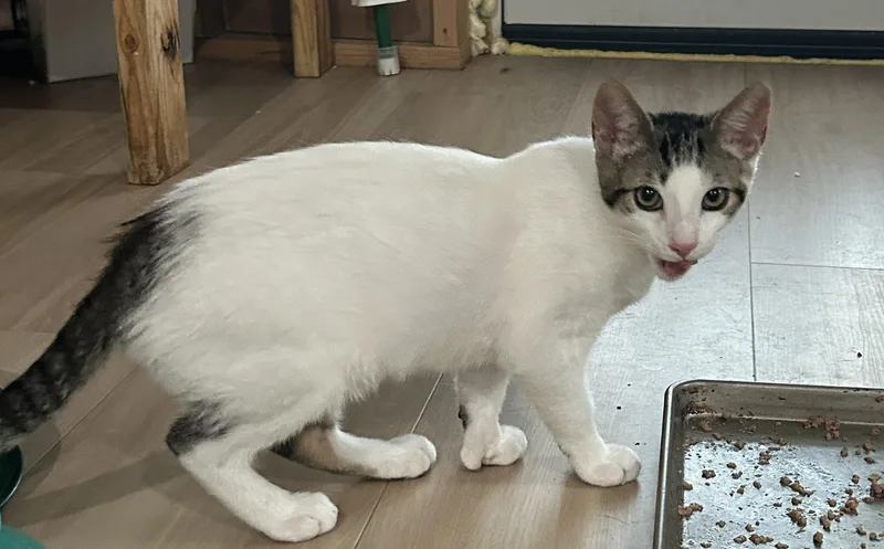 A young small-sized male Domestic Short Hair cat named Trillion for adoption in Havertown, PA