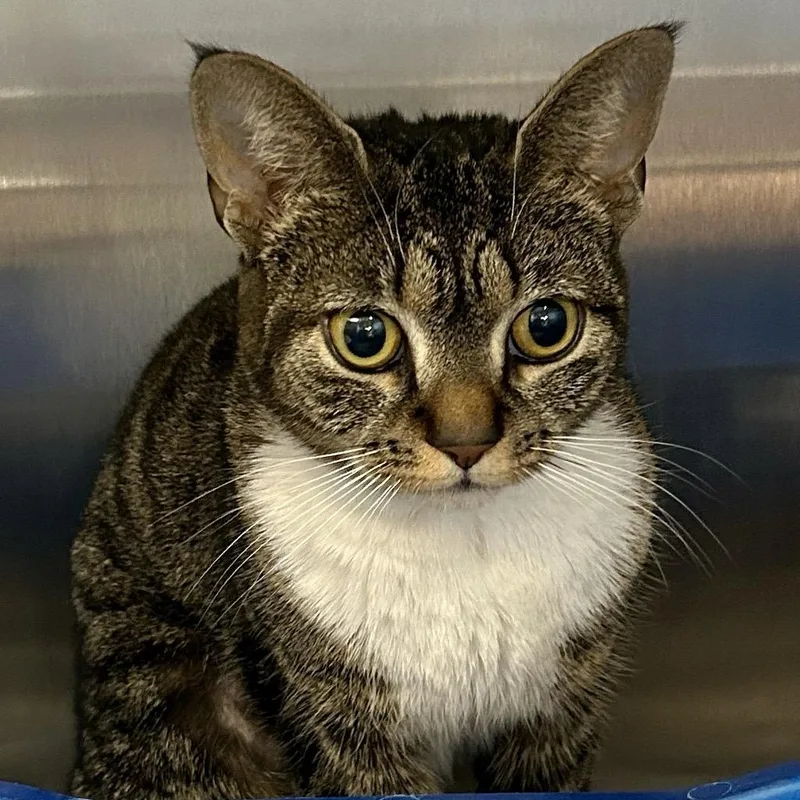 Mirepoix thumbnail 2