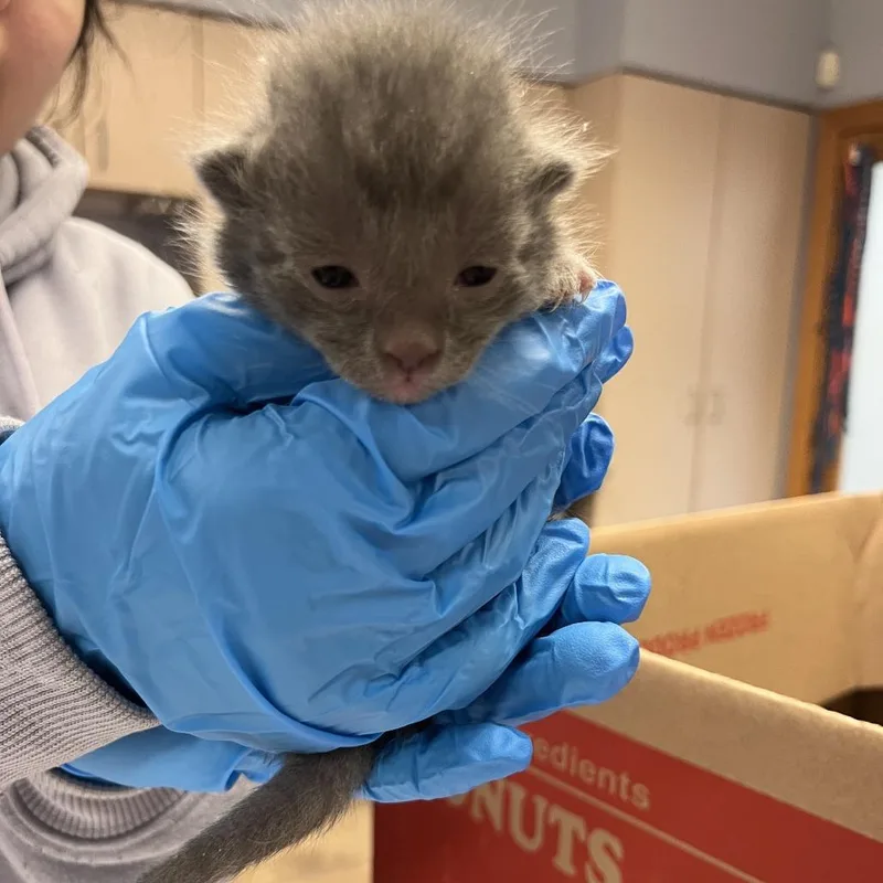A baby small-sized male Gray / Blue / Silver Domestic Short Hair cat named Tejas for adoption in Durango, CO