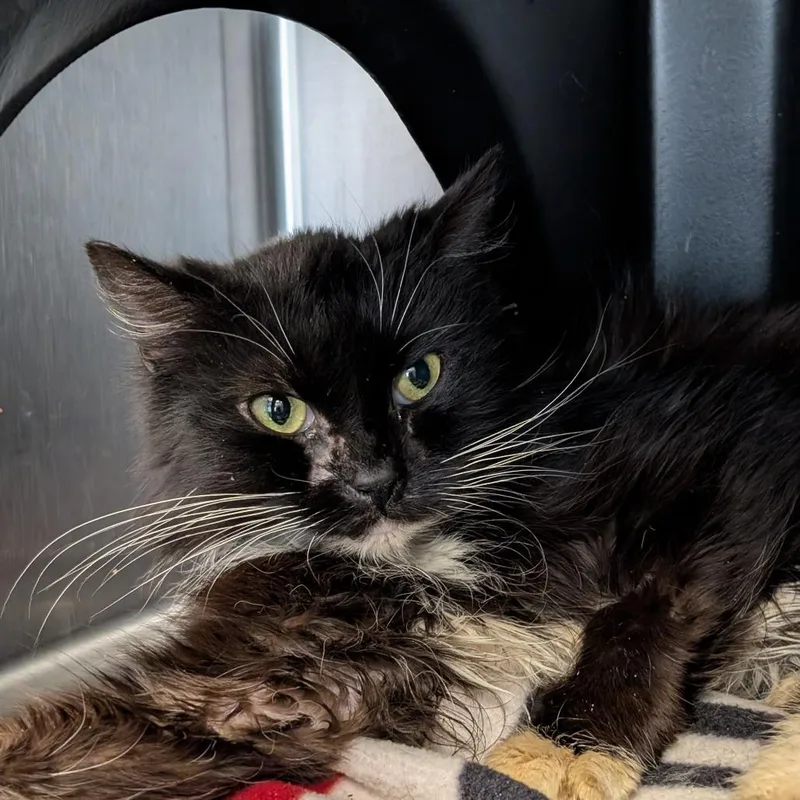 A senior medium-sized female Black Domestic Long Hair cat named Tinn for adoption in Spokane, WA