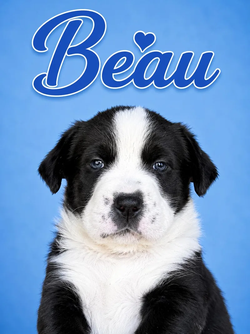 A baby medium-sized male Australian Shepherd dog named Beau for adoption in Trinity, AL