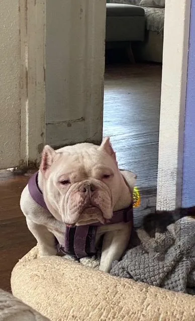 An adult medium-sized female Apricot / Beige Miniature Bull Terrier dog named Lady Eloise for adoption in West Hollywood, CA