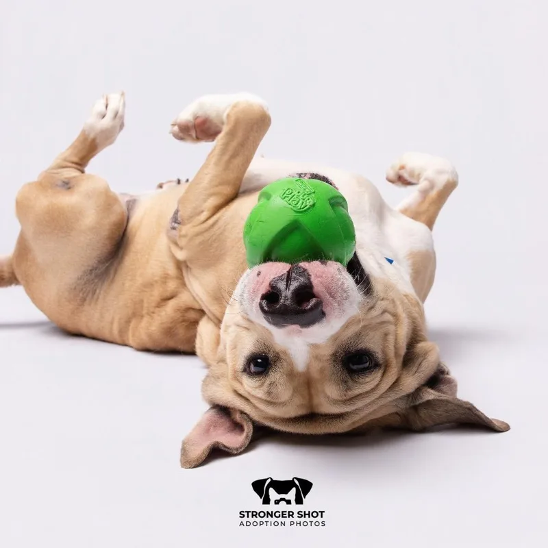A senior medium-sized male Pit Bull Terrier dog named Rugga for adoption in Tampa, FL