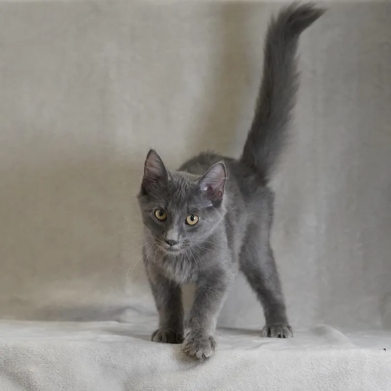 A baby medium-sized male Domestic Medium Hair cat named Teddy for adoption in Sunnyvale, CA
