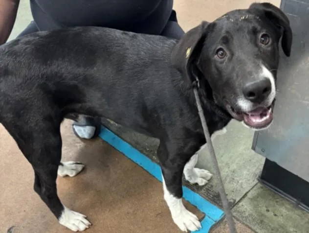 A young large-sized male Labrador Retriever dog named Snoopy for adoption in Chatsworth, CA