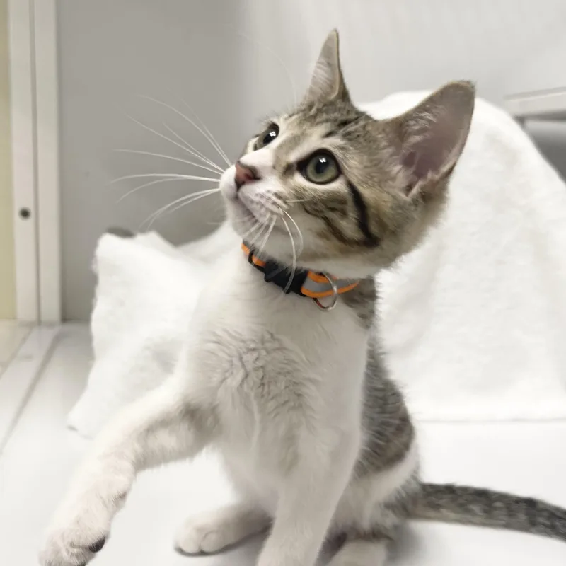 A baby small-sized male Tabby (Gray / Blue / Silver) Domestic Short Hair cat named Michelangelo Riley Fuzzel for adoption in Spring, TX