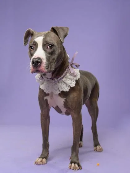 An adult medium-sized female Mixed Breed dog named Honor for adoption in Atlanta, GA
