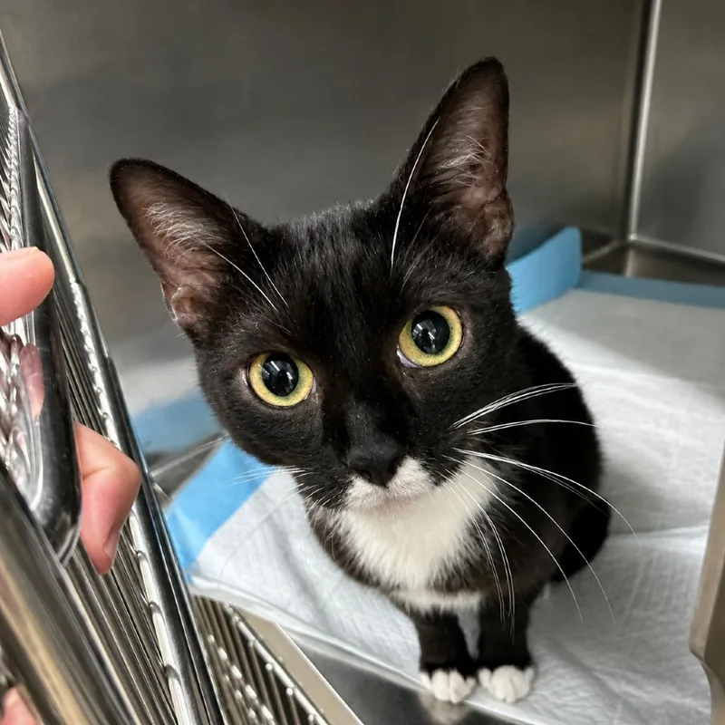 An adult small-sized female Black Domestic Short Hair cat named Cherry for adoption in Corbin, KY