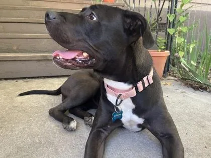 An adult medium-sized female Mixed Breed dog named Brownie for adoption in Atlanta, GA