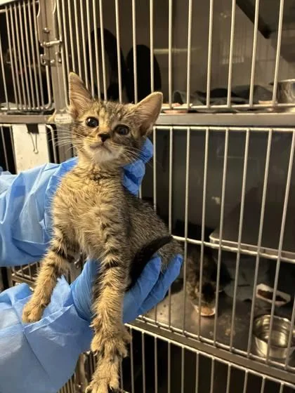 A baby small-sized female Domestic Short Hair cat named Peach for adoption in Gastonia, NC