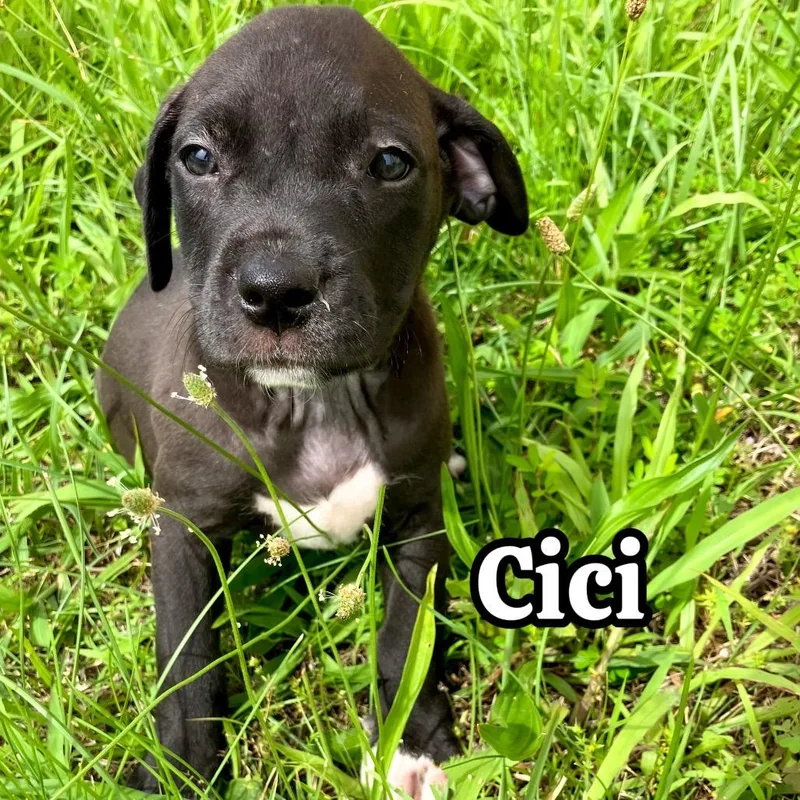 CiCi