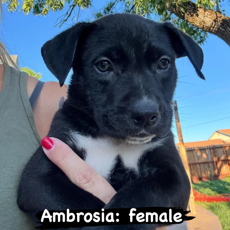 A baby large-sized female Pit Bull Terrier dog named Ambrosia for adoption in Lincoln, CA