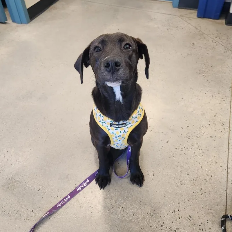A young medium-sized female Black Retriever dog named Flower for adoption in New Rochelle, NY