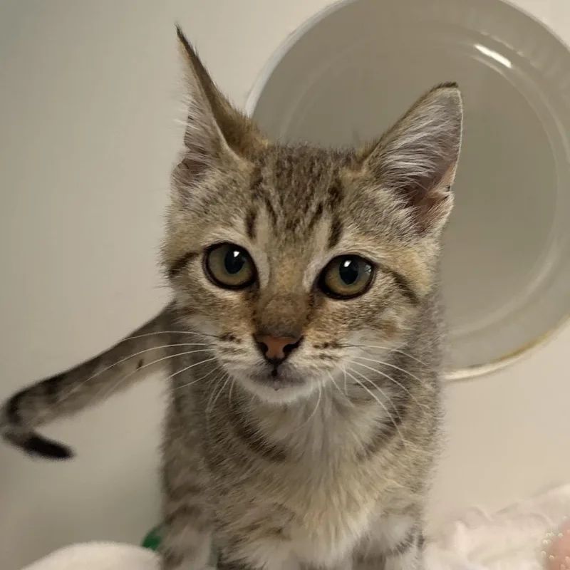 A baby small-sized female Domestic Short Hair cat named Paige for adoption in Naperville, IL