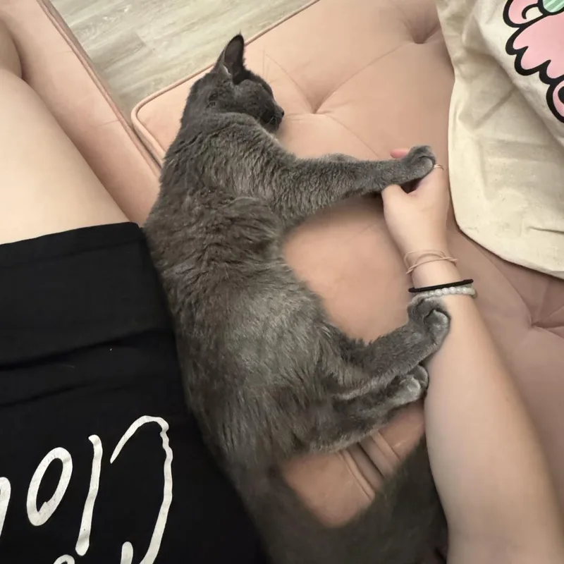 Strudel thumbnail 4