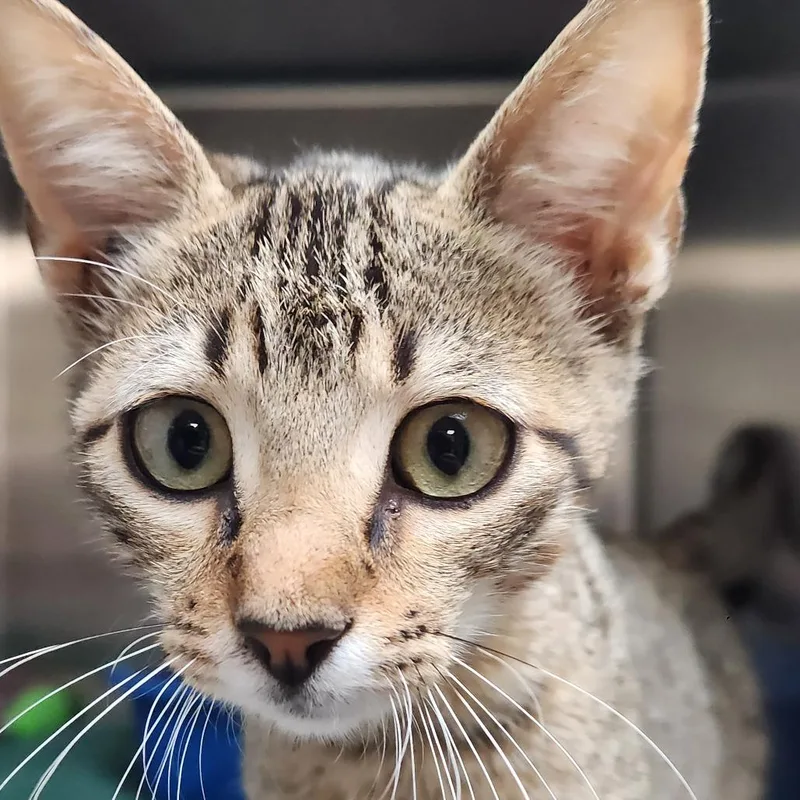 A baby small-sized male Brown / Chocolate Domestic Short Hair cat named Baker K for adoption in Corsicana, TX