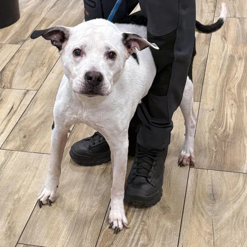 A senior large-sized male White / Cream Pit Bull Terrier dog named Danger for adoption in Newark, NJ