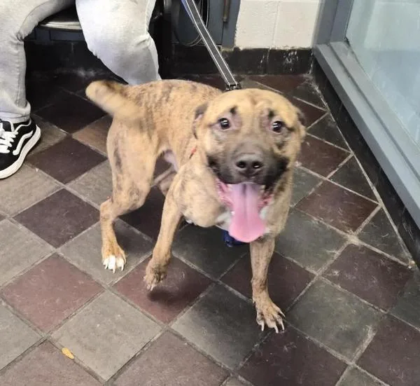 An adult medium-sized male Mixed Breed dog named Muffin for adoption in New York, NY