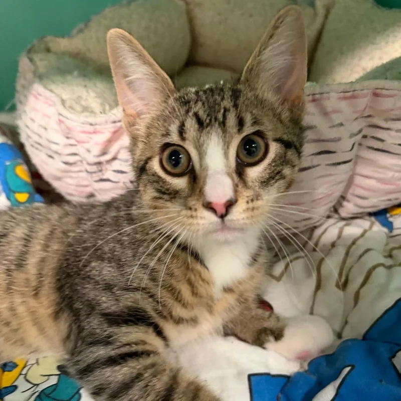 A baby small-sized male Brown / Chocolate Domestic Short Hair cat named Scully C for adoption in Napoleon, OH