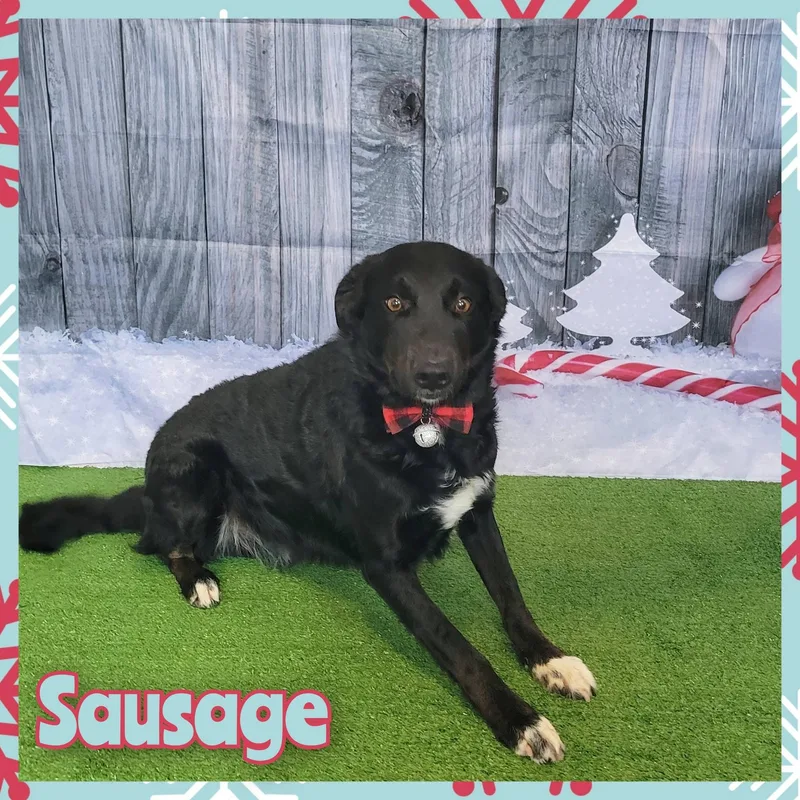 Sausage