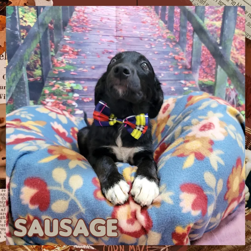 Sausage thumbnail 3
