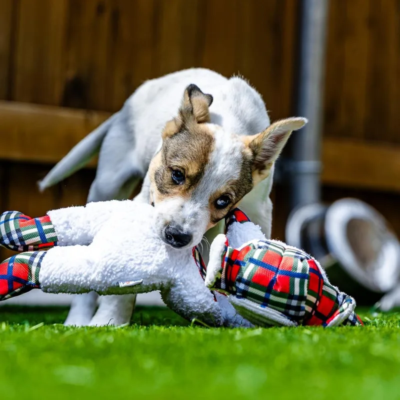 A baby small-sized female Brown / Chocolate Cattle Dog dog named Chai for adoption in Naperville, IL