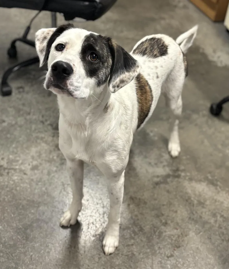 An adult medium-sized female Brindle Catahoula Leopard Dog dog named Shy for adoption in Lebanon, TN
