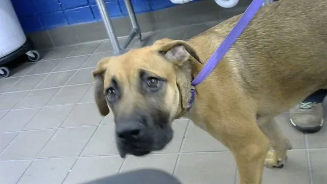 A baby small-sized female Great Dane dog named Koda for adoption in Albuquerque, NM