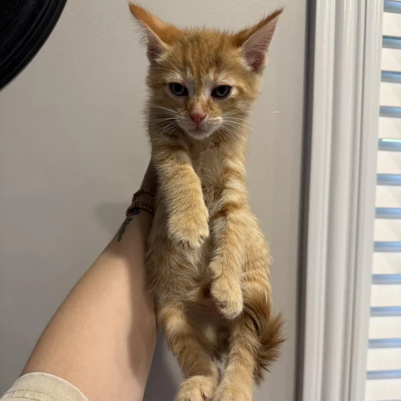 A baby medium-sized male Tabby (Orange / Red) Domestic Short Hair cat named Mulberry for adoption in Chattanooga, TN