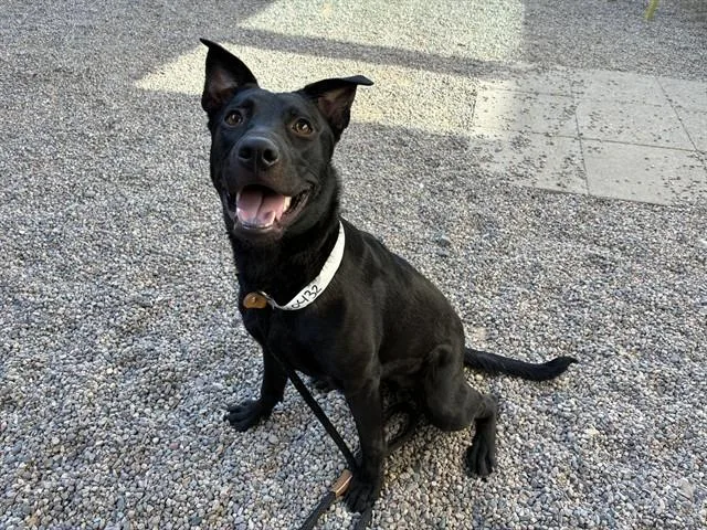 A young large-sized female Australian Kelpie dog named Hazel for adoption in Mesa, AZ