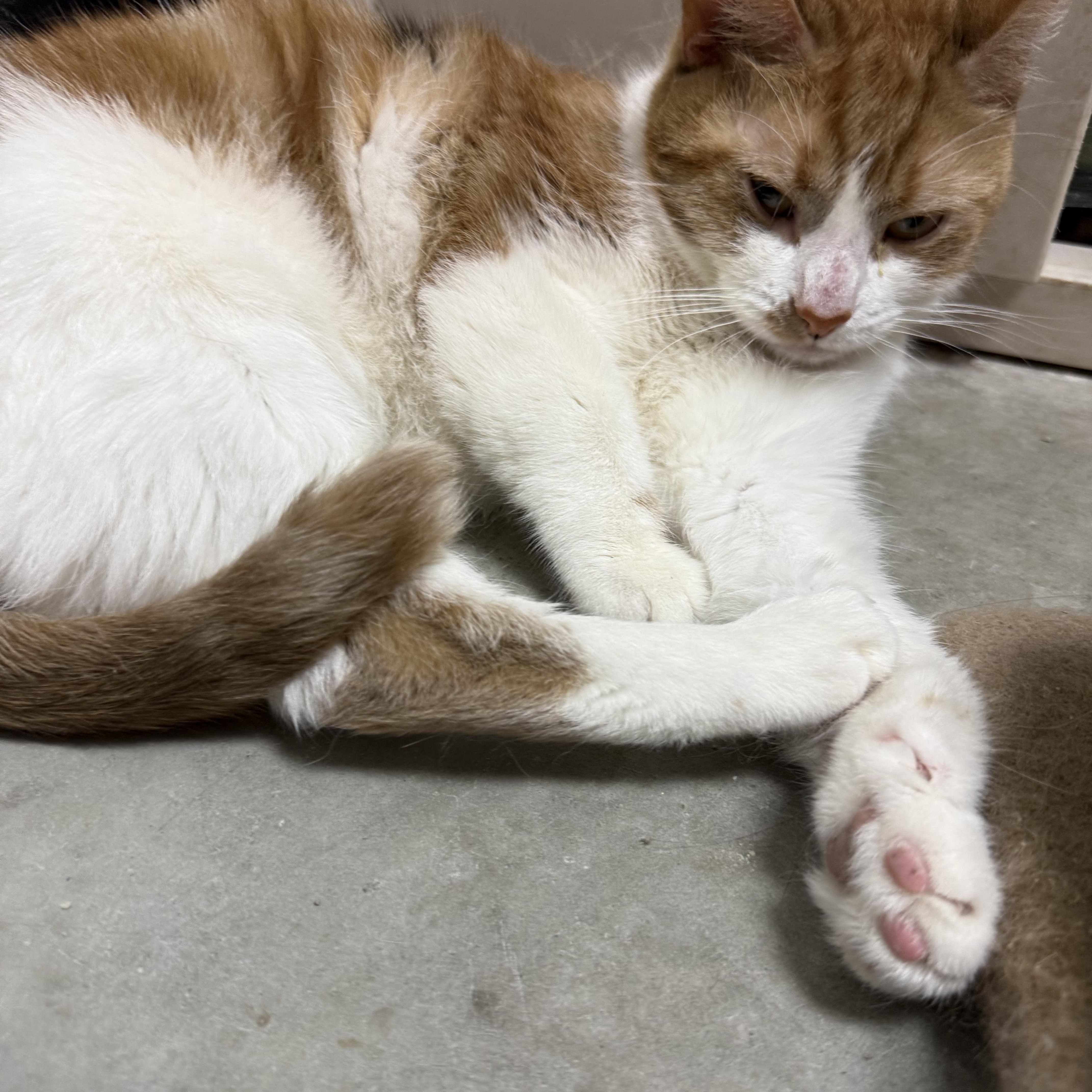 An adult medium-sized female Calico Domestic Short Hair cat named Sweetie Pie for adoption in Worcester, MA