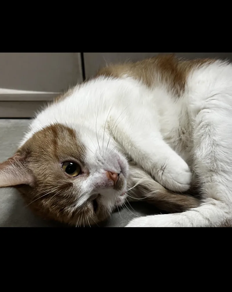 Sweetie Pie thumbnail 3