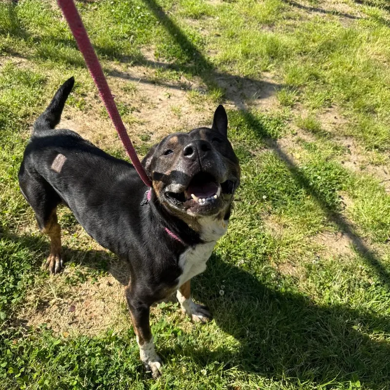 An adult medium-sized male Black Mixed Breed dog named Straythavenue"frederick " for adoption in Columbus, GA