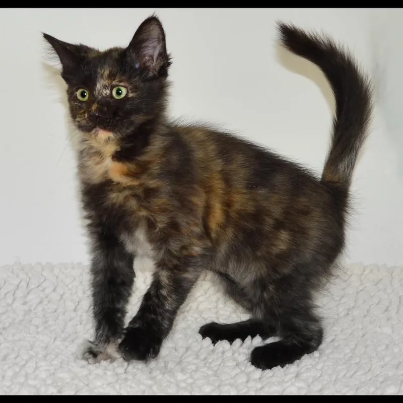 A baby medium-sized female Tabby cat named Tillie for adoption in San Andreas, CA