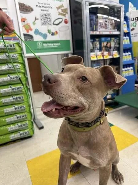 Good Boy thumbnail 6