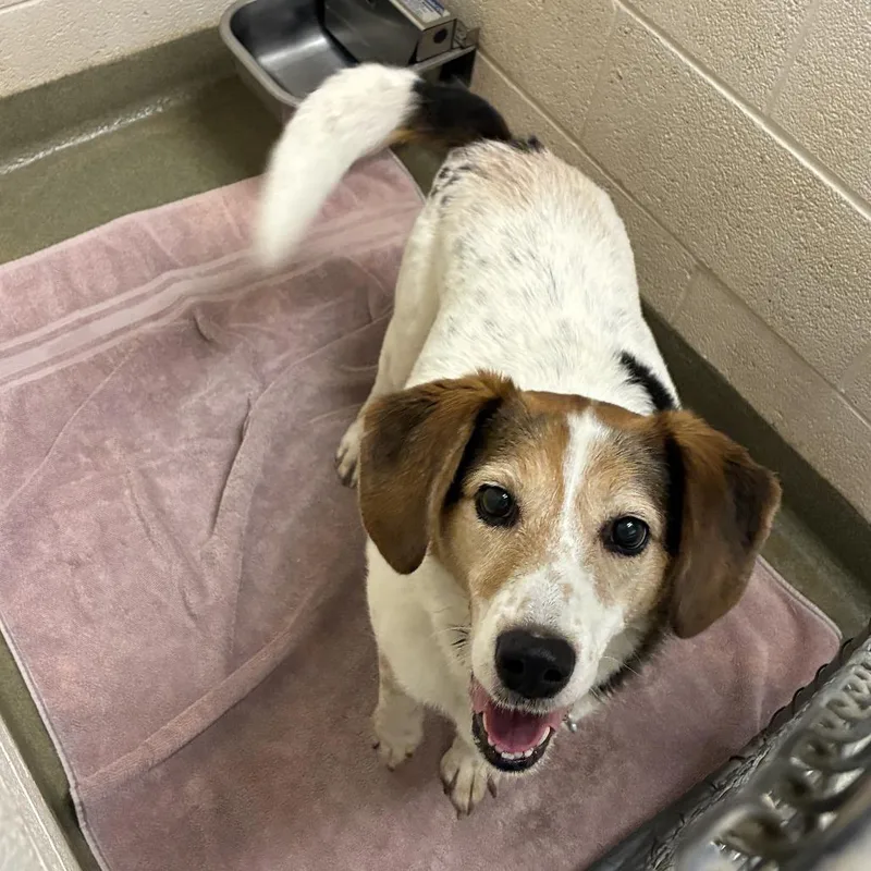 An adult medium-sized female Brown / Chocolate Mixed Breed dog named Sweet Pea for adoption in Harrisonburg, VA