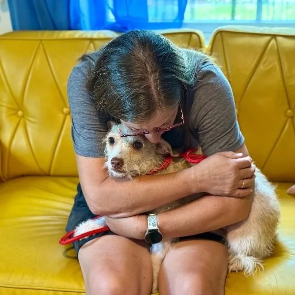 An adult small-sized male White / Cream Chihuahua dog named Oscar Mayer for adoption in Friendswood, TX