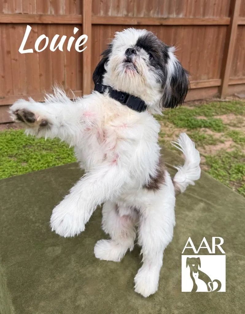 Louie