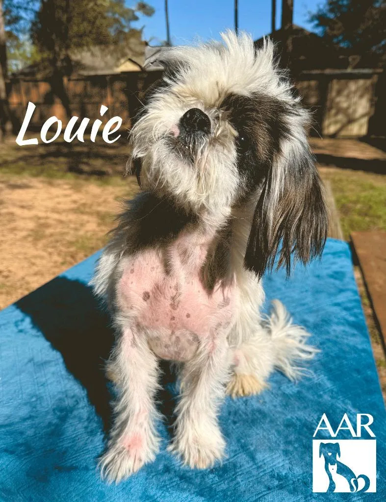 Louie thumbnail 2