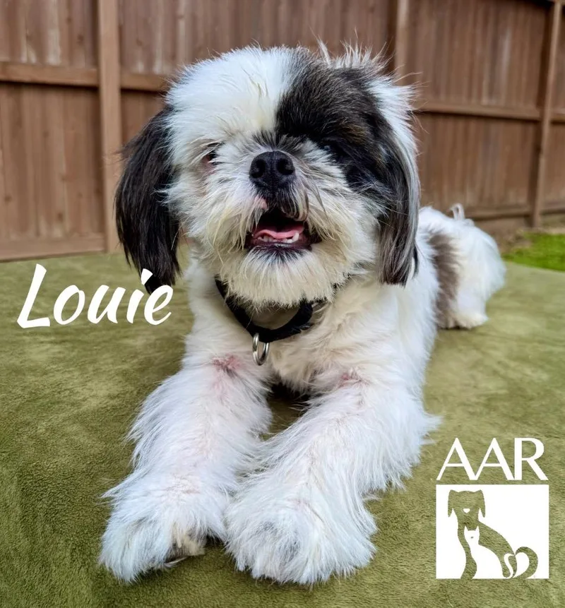 Louie thumbnail 3