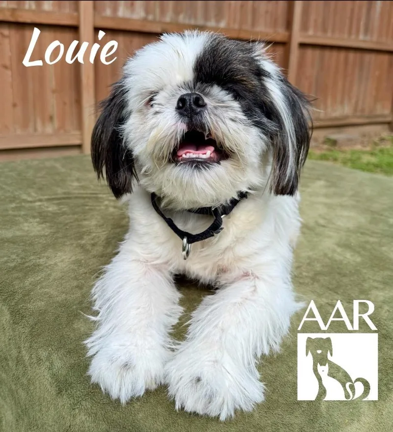 Louie thumbnail 4
