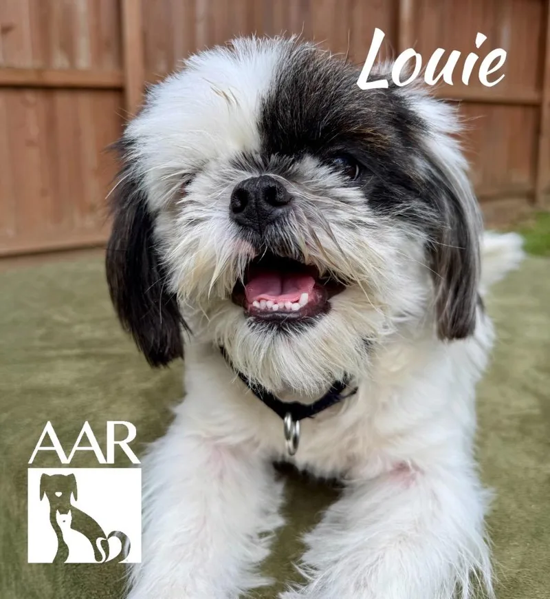 Louie thumbnail 5