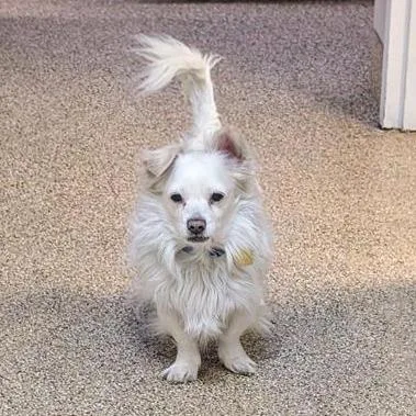 An adult small-sized male Pomeranian dog named Snowball for adoption in Tempe, AZ