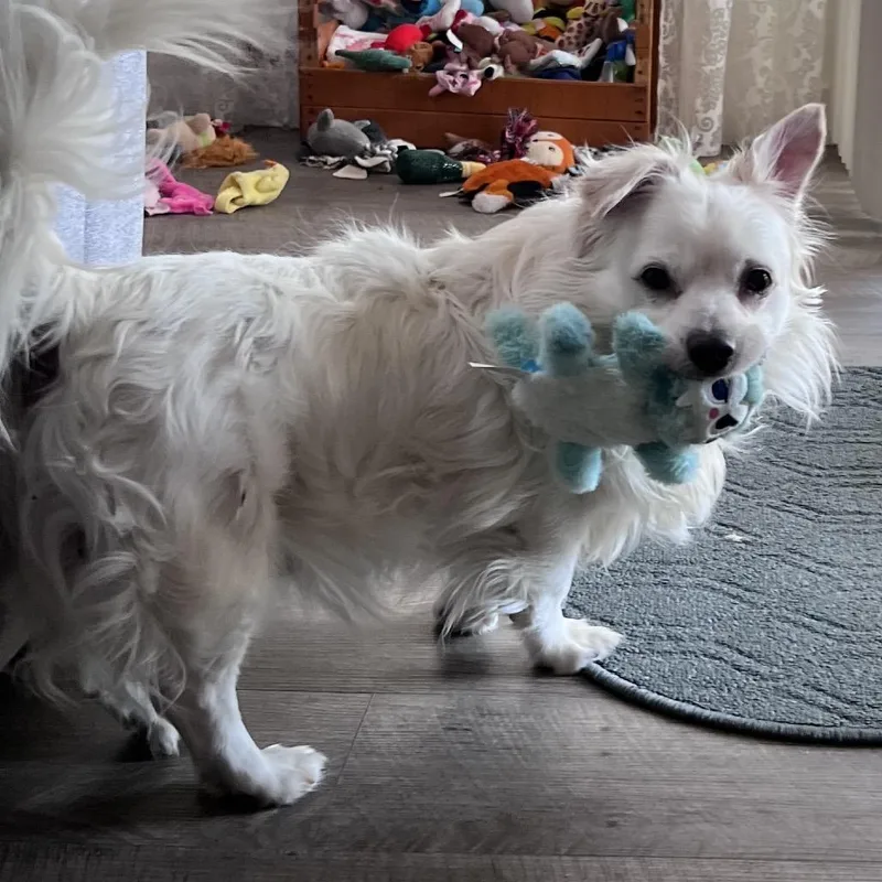 Snowball thumbnail 3