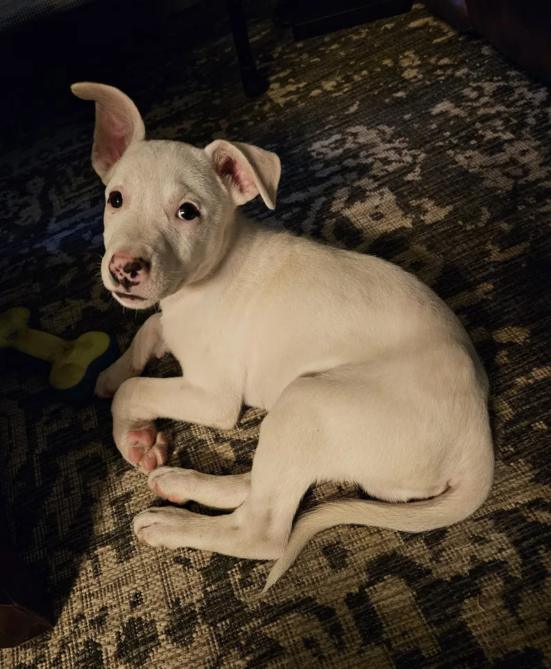 A baby medium-sized male Labrador Retriever dog named Spike for adoption in Windsor, CO