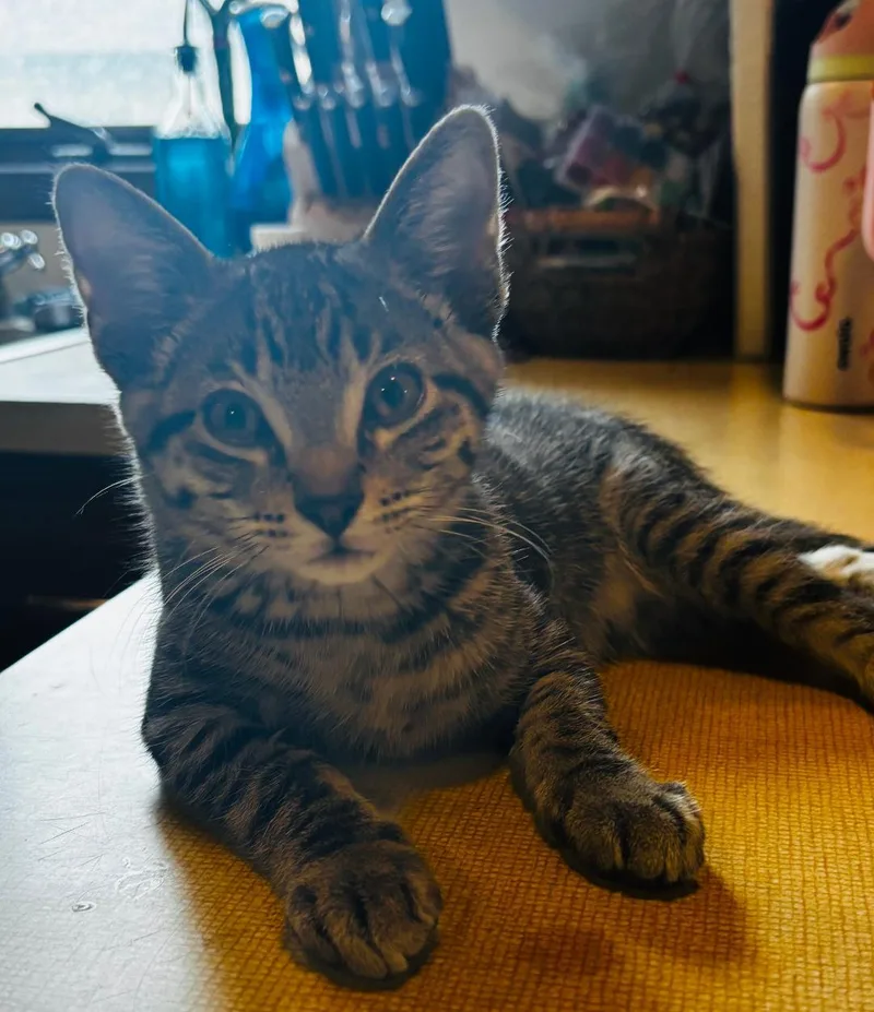 A baby medium-sized male Tabby (Brown / Chocolate) Domestic Short Hair cat named Clover for adoption in Mokena, IL