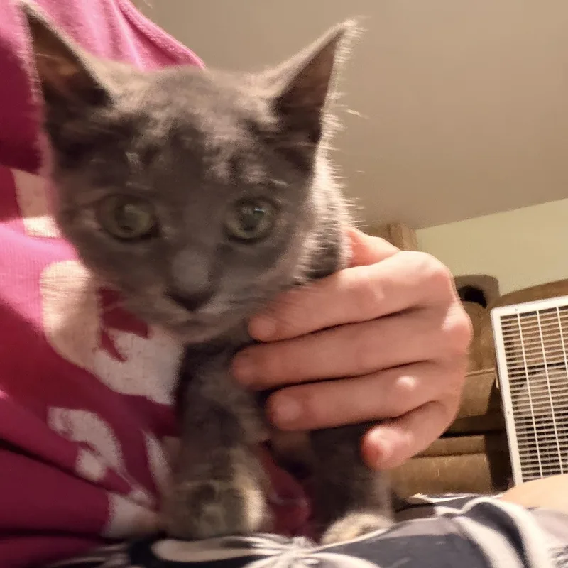 A baby medium-sized female Dilute Tortoiseshell cat named Astoria for adoption in Newark valley, NY