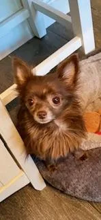 An adult small-sized female Chihuahua dog named Maxine for adoption in Tifton, GA