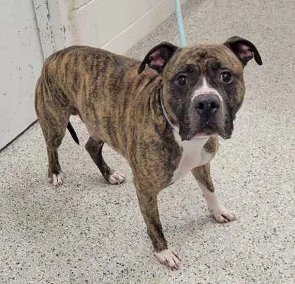 A senior large-sized male Brown / Chocolate Pit Bull Terrier dog named Kano for adoption in Kansas City, MO